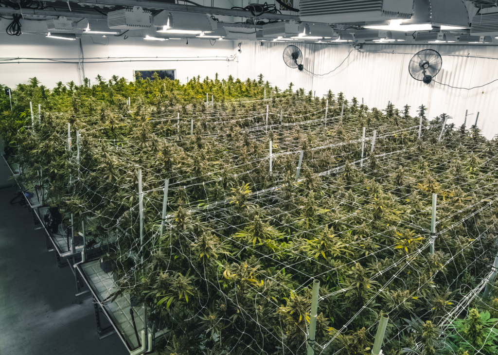 Cannabis Industry Business Prepared For 280E Audit